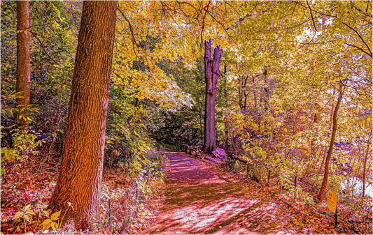 Fall at New York's Central Park