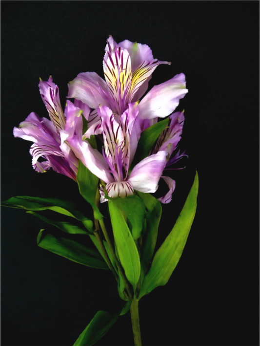 Flower Love