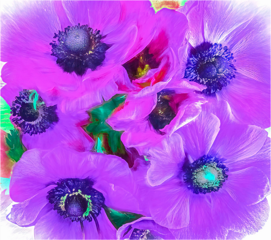 Anemone Dream