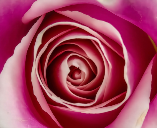 A Rose is a Rose is a Rose