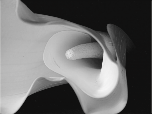 Cala in Bloom (Black and White Version)