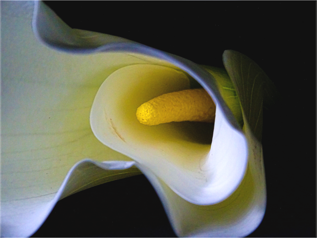 Cala in Bloom