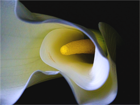 Cala in Bloom