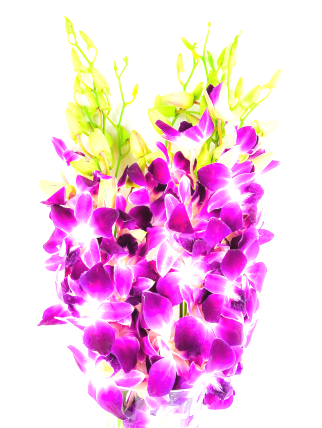 Purple Bouquet