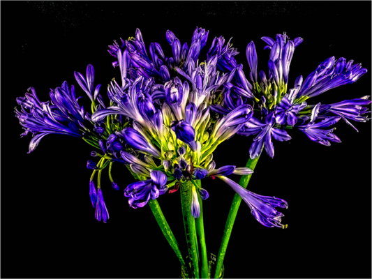 Agapanthus