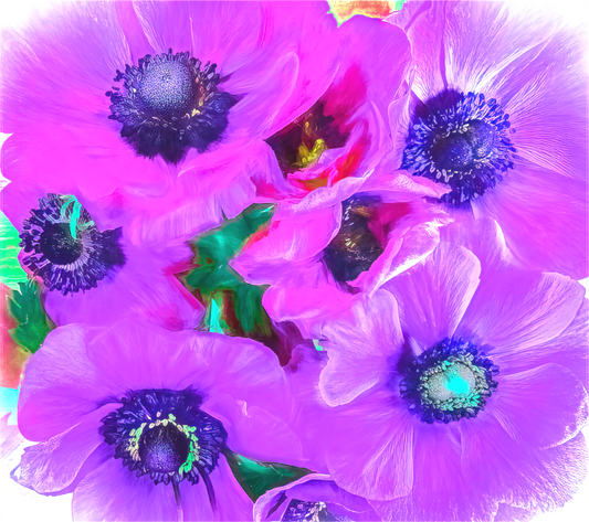 Anemone Dream