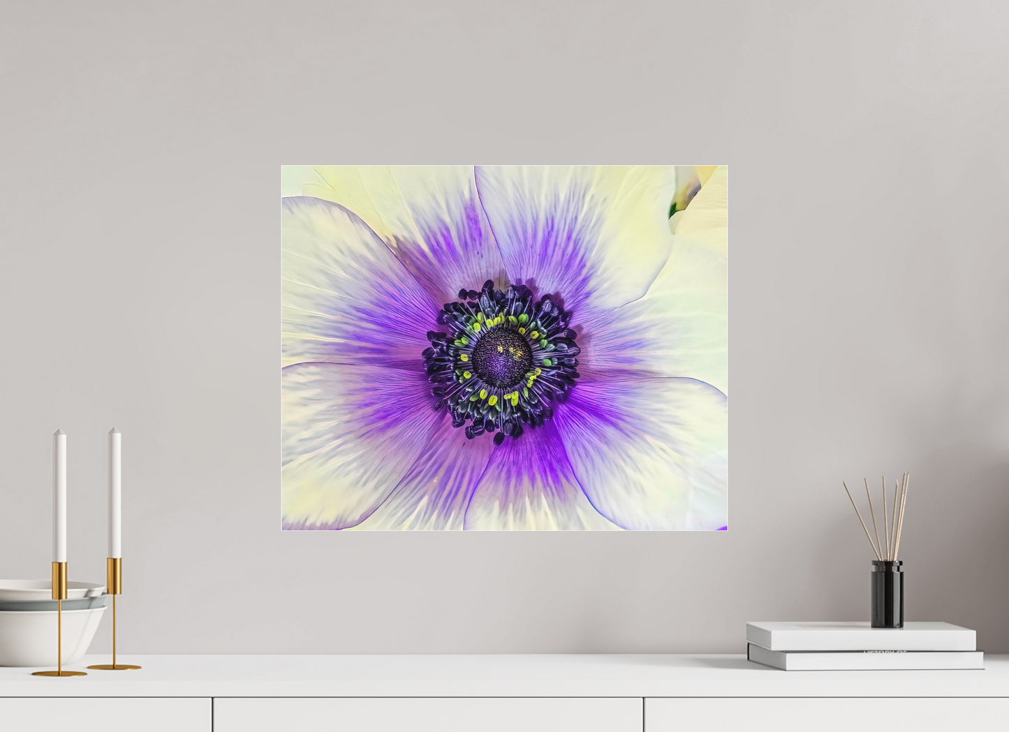 Anemone Splendor