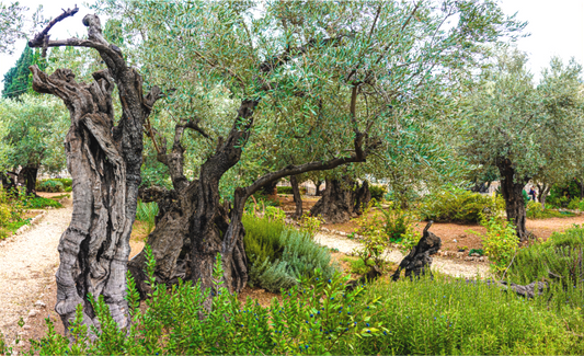 Mount of Olives (Detail)