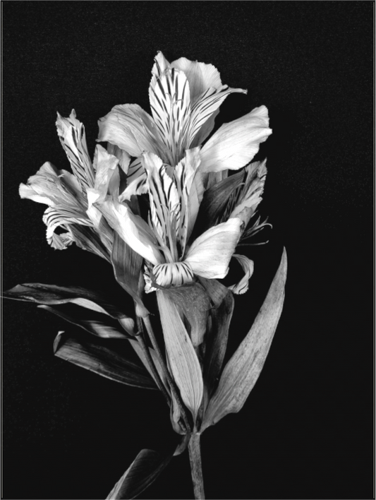 Flower Love in Black and White