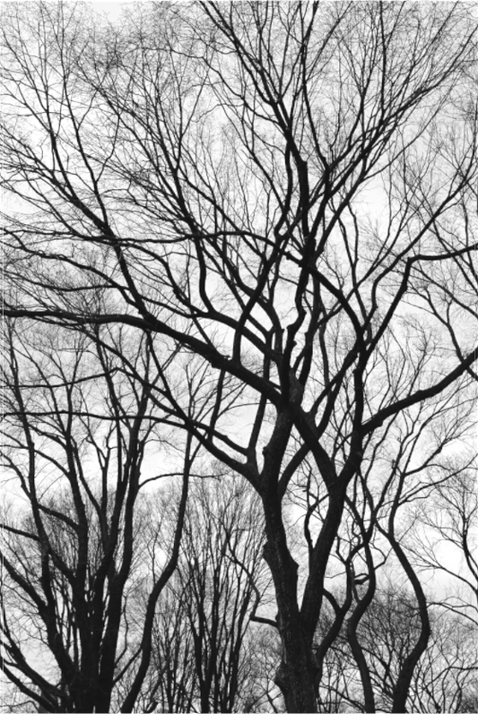 Winter Wind