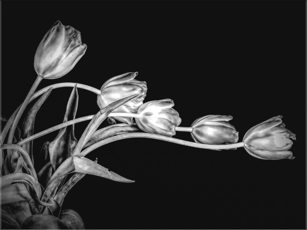 Dancing Tulips in Black and White