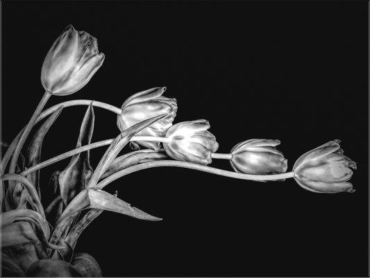Dancing Tulips in Black and White