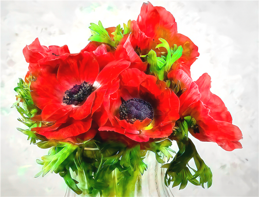 Anemone Paradise