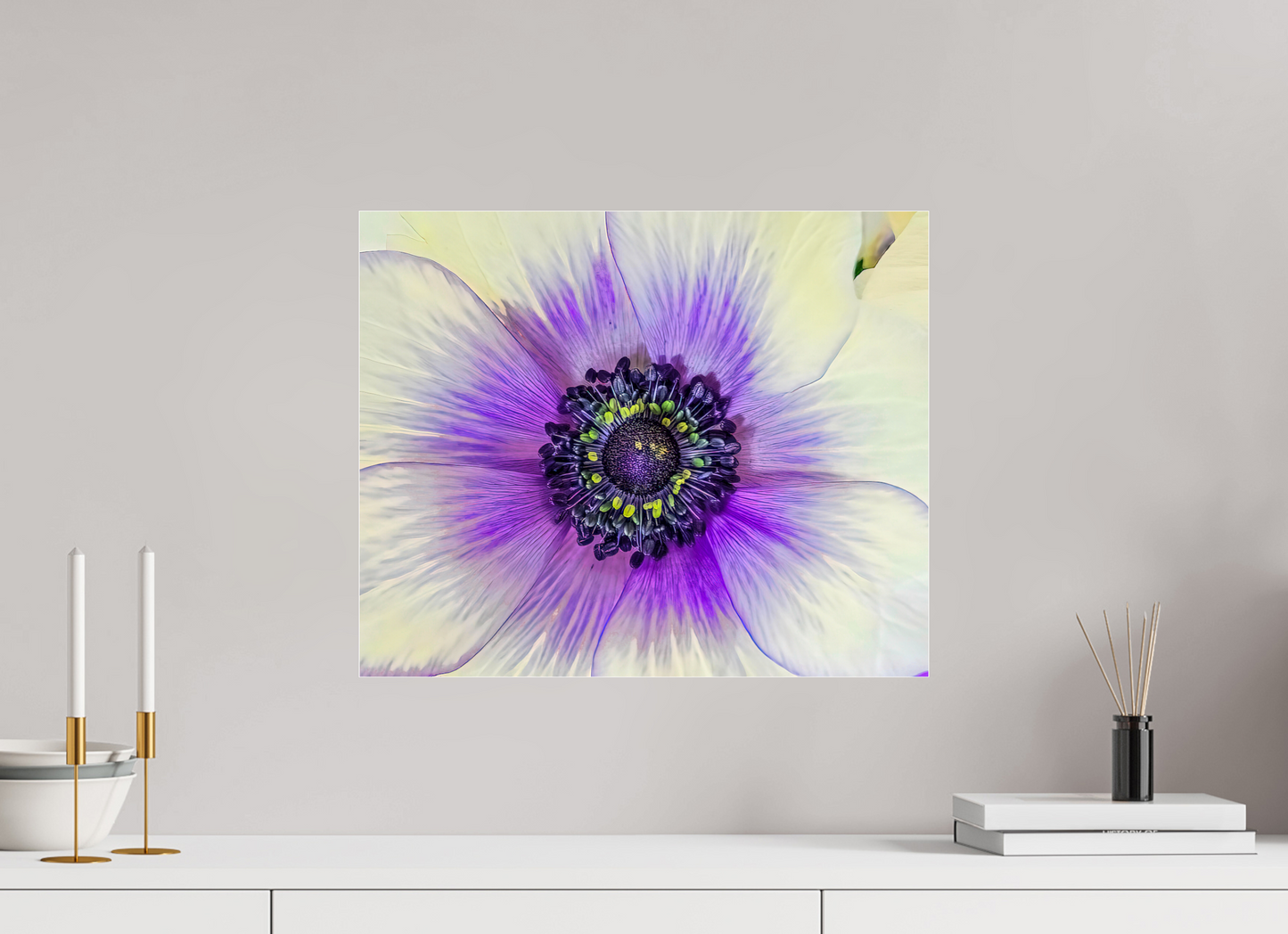 Anemone Splendor