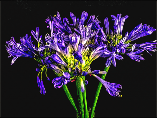 Agapanthus