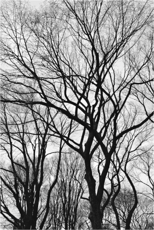 Winter Wind