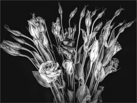 In Bloom