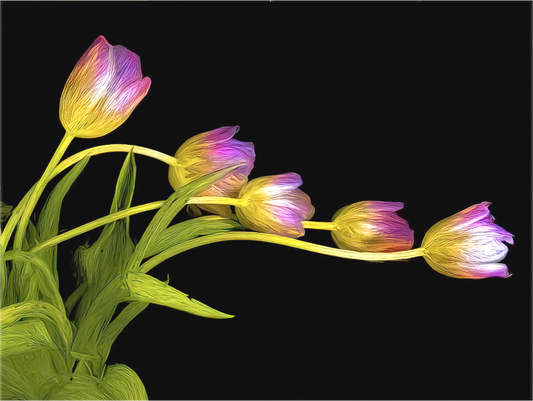 Dancing Tulips