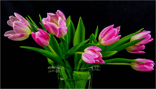 Tulip Dream