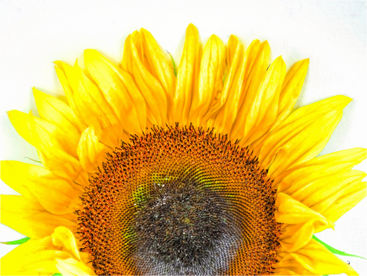 Be My Sunshine