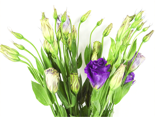 Purple Beauties (White Background)