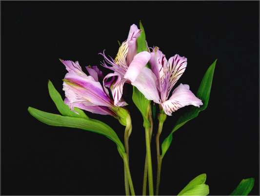 Flower Soul