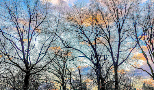 Sunrise in Central Park