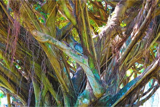 Roots