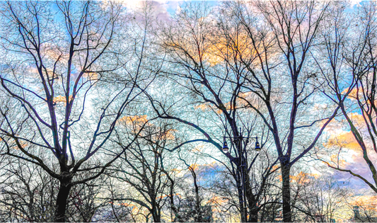 Sunrise in Central Park