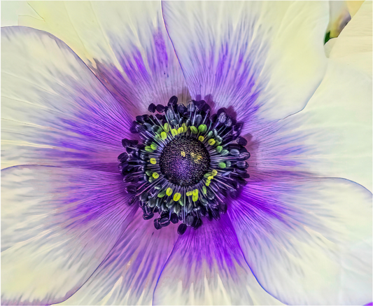 Anemone Splendor