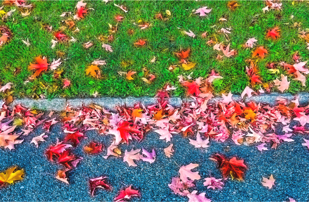 Autumn Leaves