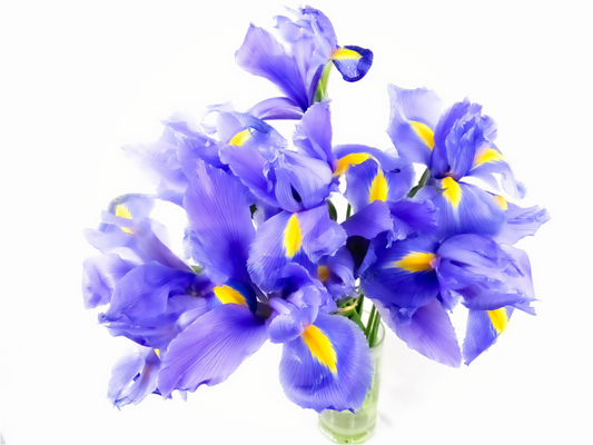 Iris Beauty