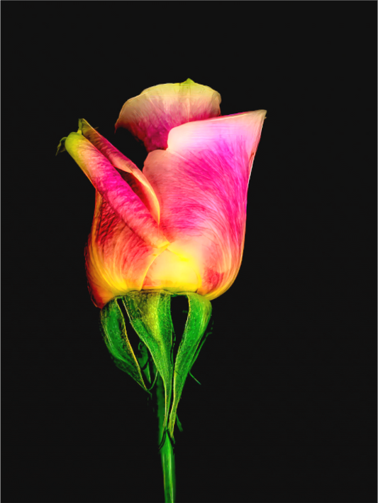A Simple Rose