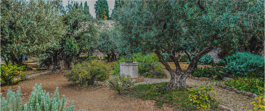 Panoramic Gethsemani Garden