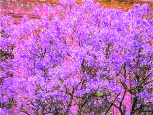 Panoramic Jacaranda Obsession