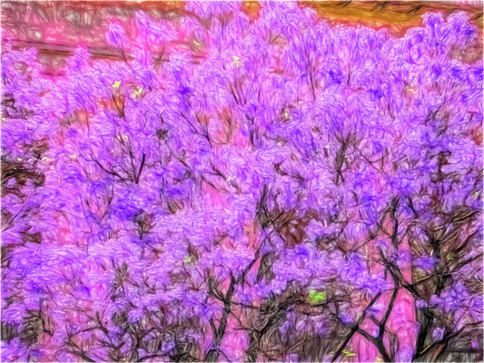Jacaranda Obsession