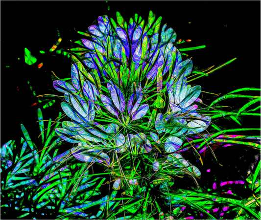 Brilliant Flower