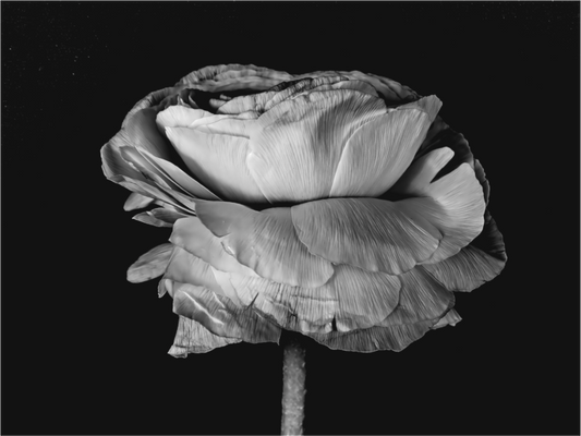 Flower Friendship