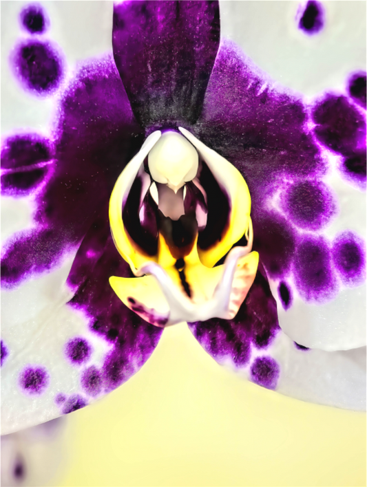 Hopeful Orchid