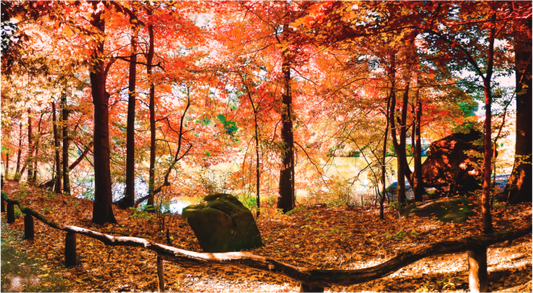 Autumn Colors