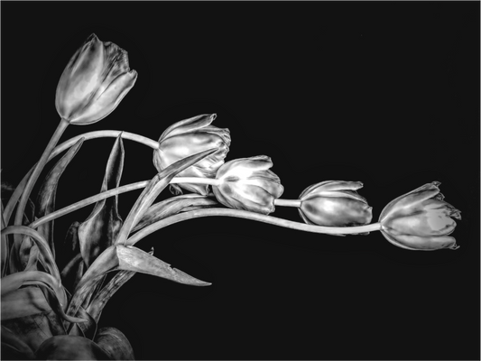 Dancing Tulips in Black and White