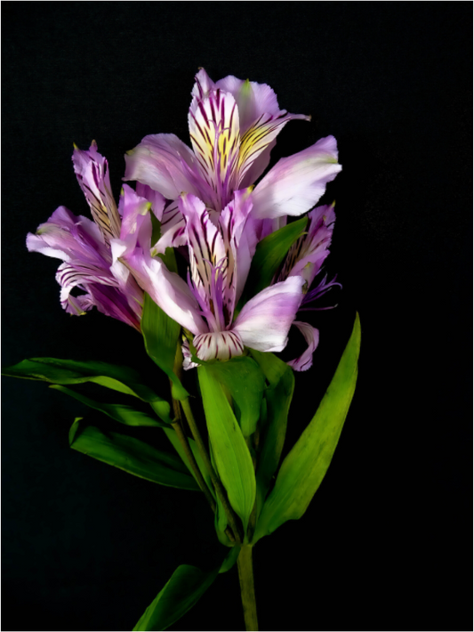 Flower Love