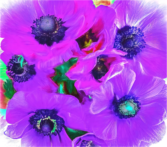 Panoramic Anemone Dream