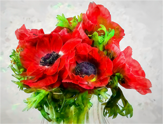 Anemone Paradise