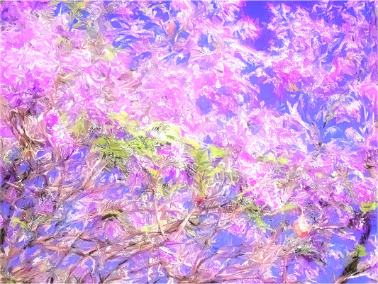 Jacaranda Sky