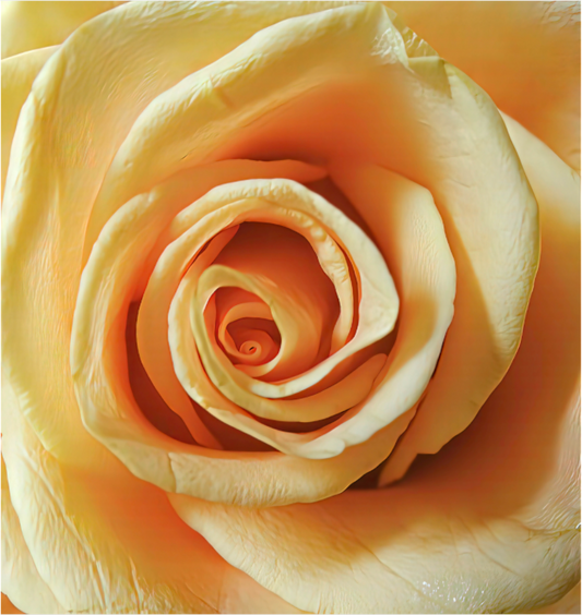 Yellow Rose