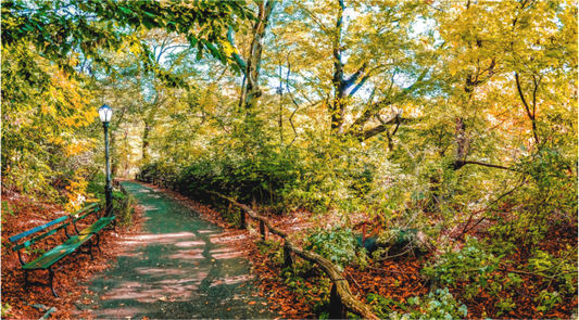 Lover's Lane