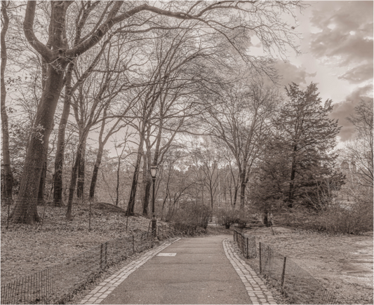 Winter Morning in Central Park