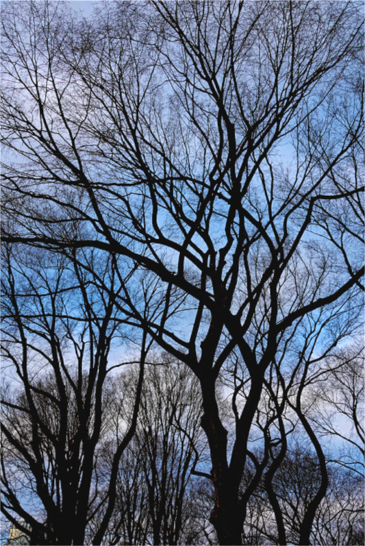 Winter Dawning