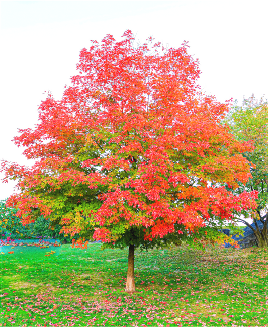 Tree of Life